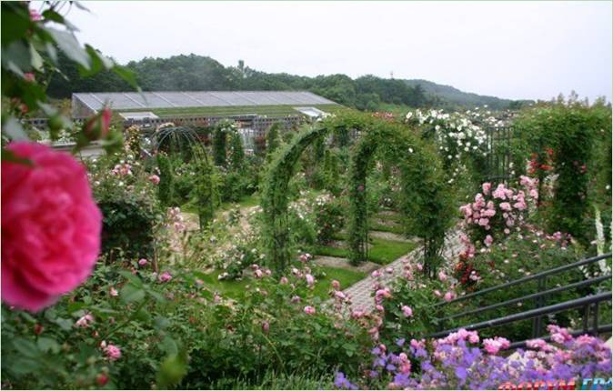 Blomsterfestivalens mindeparkhave i Japan