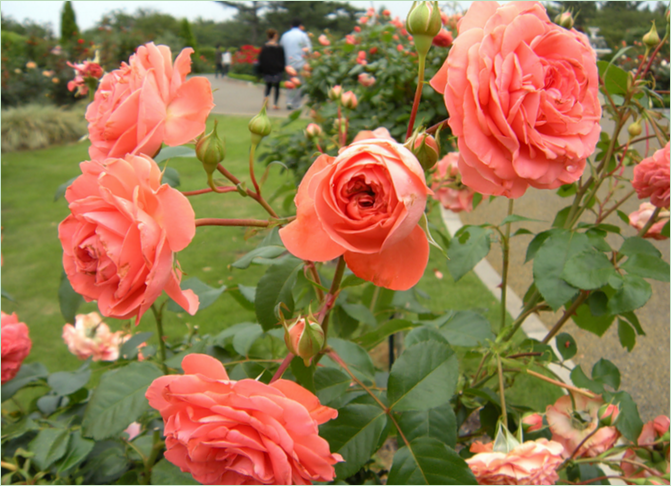 Udstilling om symfoni af mennesker og natur i Hamamatsu Park