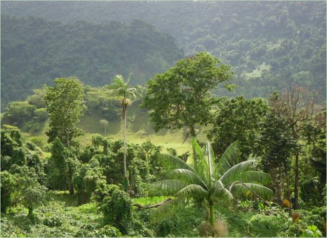 De grønne skove i Samoa