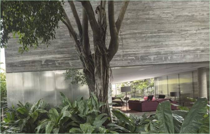 Grønne planter i gården i Casa Cubo
