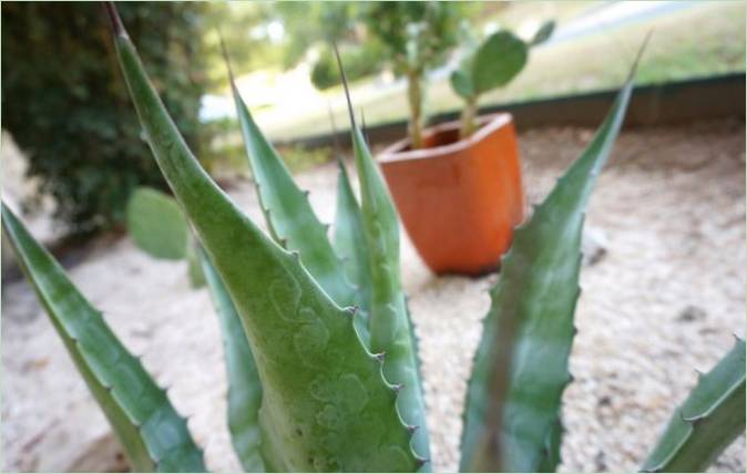 Sjælden blå agave plantning - Billede 1