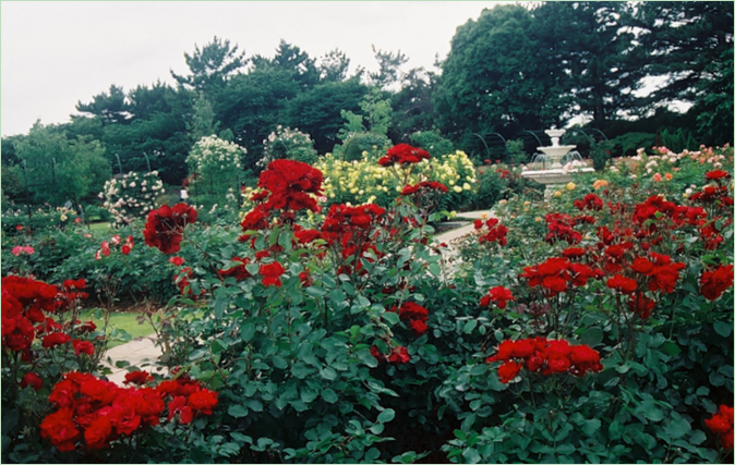 Udstilling om symfoni af mennesker og natur i Hamamatsu Park