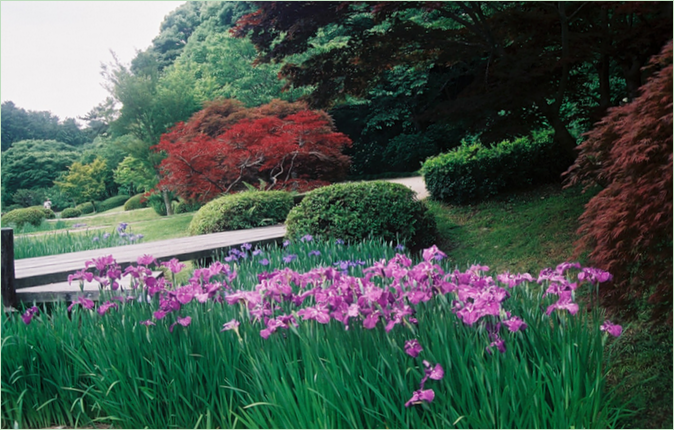 En symfoni af mennesker og natur i Hamamatsu Park