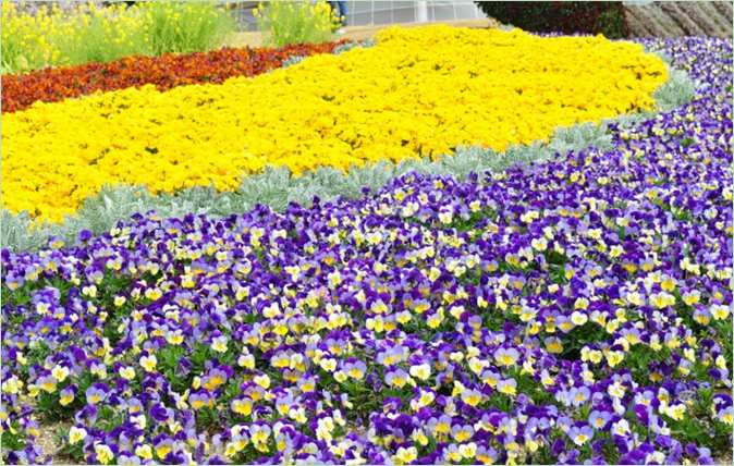 En symfoni af mennesker og natur Udstilling i Hamamatsu Park