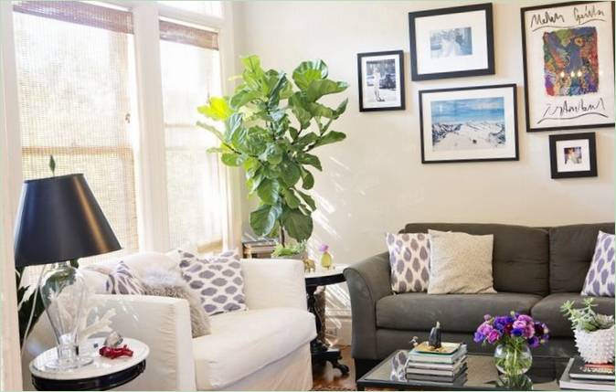 Smukke planter til dit hjem: Ficus lyre - foto 3