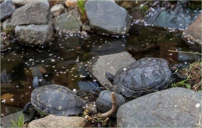 Design af baghaven: en skildpaddedam