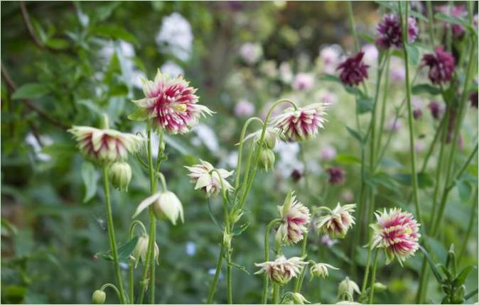 En usædvanlig idé til en have. Valg af dine blomster