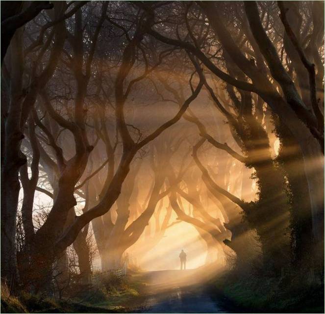 En keltisk skov i Irland