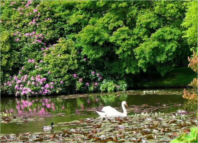 Den klassiske Sheffield Park i England