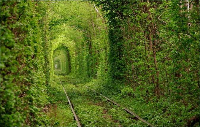 Tunnel med trægrene